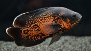 Аквариумная рыбка Астранотус Тигровый Оскар 1шт