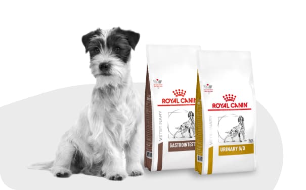 Собака рядом с кормом Royal Canin.